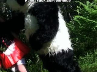 小的紅色騎馬兜帽他媽的與熊貓在樹林裡