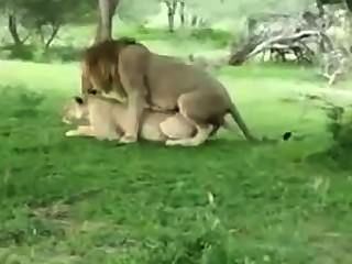 雌獅誘惑獅子