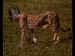 gepard是什麼意思cheetah是什麼意思pornhub wild cat是什麼意思catty wilde是什麼意思katze是什麼意思wildkatze是什麼意思raubtier nackt